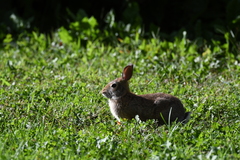 Sylvilagus floridanus