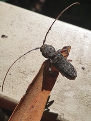 Phacodes