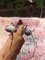Phacodes