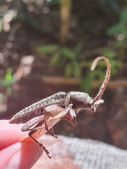 Phacodes
