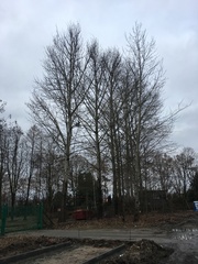 Populus maximowiczii × populus trichocarpa