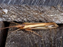 Limnephilus ornatus