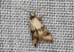 Temnogyropa stenomorpha