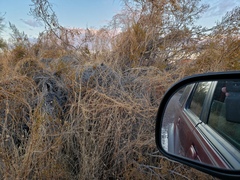 Funastrum heterophyllum