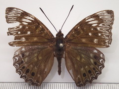 Dichorragia nesimachus nesiotes