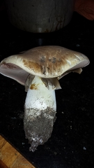 Agaricus lilaceps