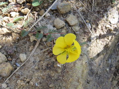 Chamaecrista serpens