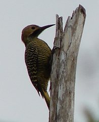Colaptes fernandinae