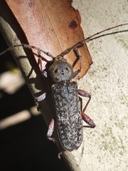 Phacodes