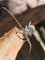 Phacodes