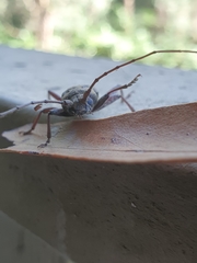Phacodes