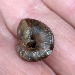 Stenacapha hamiltoni