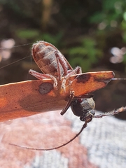 Phacodes