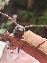 Phacodes