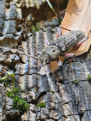 Phacodes