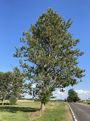 Populus maximowiczii × populus trichocarpa