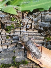 Phacodes