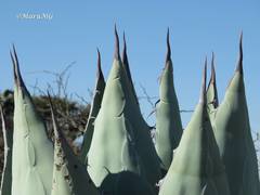 Agave flexispina