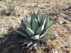 Agave flexispina