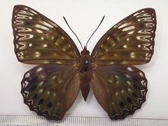 Dichorragia nesimachus nesiotes