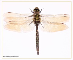 Rhionaeschna variegata