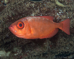 Heteropriacanthus carolinus
