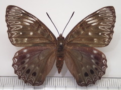 Dichorragia nesimachus nesiotes