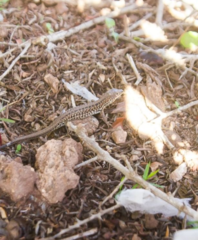 Acanthodactylus margaritae