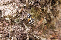 Eriopis punicola