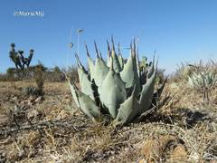Agave flexispina