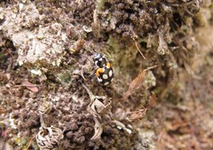 Eriopis punicola