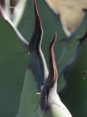 Agave flexispina