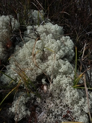 Cladonia stellaris image