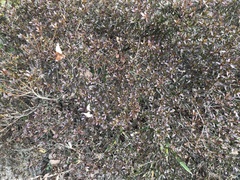 Tracheophyta
