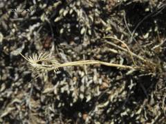 Bouteloua scorpioides