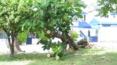 Anacardium occidentale