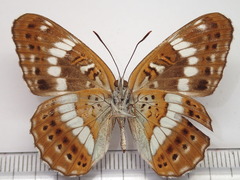 Limenitis glorifica