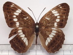 Limenitis glorifica