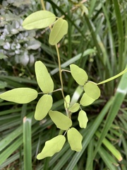 Boquila trifoliolata