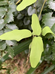 Boquila trifoliolata