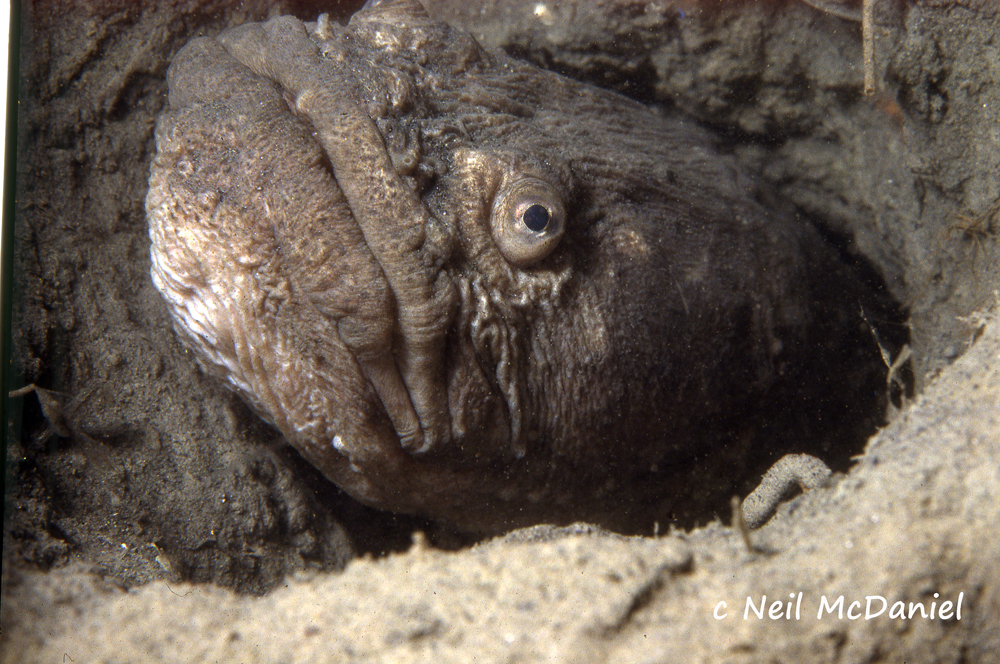 Giant wrymouth (Cryptacanthodes giganteus) — Cryptacanthodidae