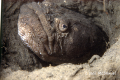 Giant Wrymouth photo 1