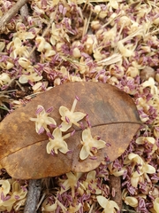 Roystonea borinquena