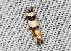 Macrobathra euryleuca