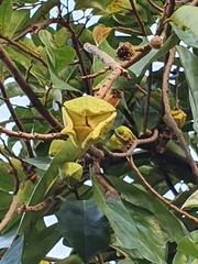 Magnoliopsida