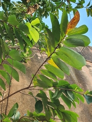 Magnoliopsida