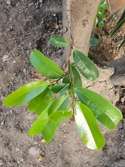 Magnoliopsida