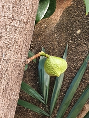 Magnoliopsida