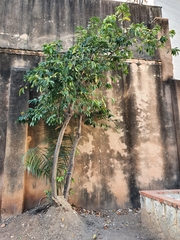 Magnoliopsida