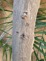 Magnoliopsida